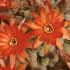 Chamaecereus_silvestrii